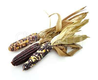 Colorful Dry Corn