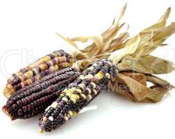 Colorful Dry Corn