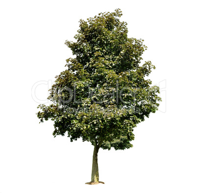 maple tree maple tree