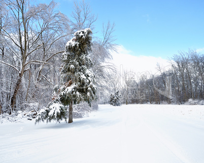 winter forest