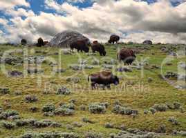 bisons feeding in the mountain