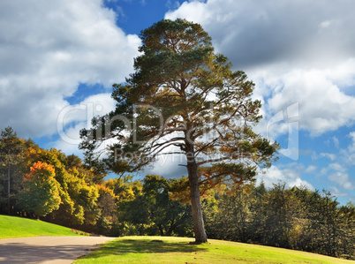 autumn landscape