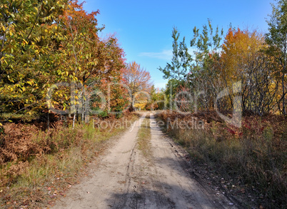 rural road and autumn forest