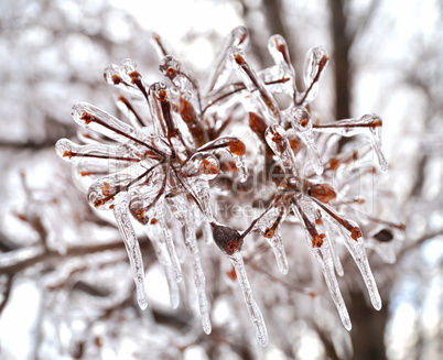 ice on a tree branches