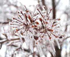 ice on a tree branches