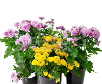 chrysanthemum flowers