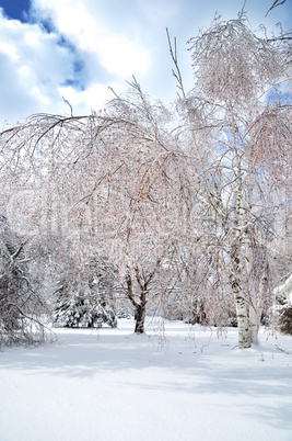 winter background