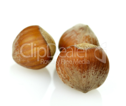 filbert nuts