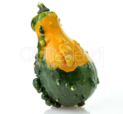 Gourd