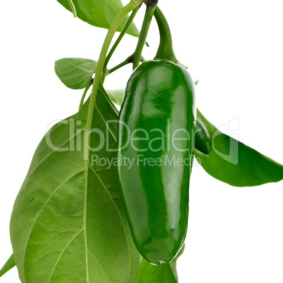 hot green pepper