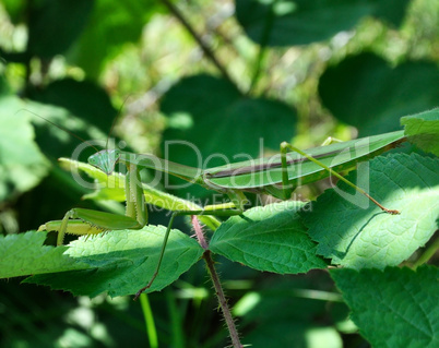 Praying Mantis