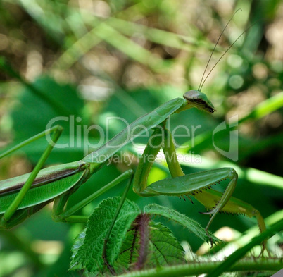 Praying Mantis