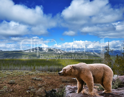 mountain landscape with bear
