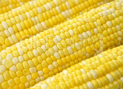 Ears of corn