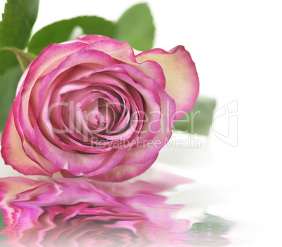 pink rose