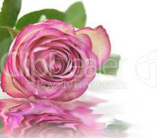 pink rose