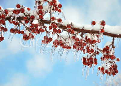 branch with  red berries after ice storm