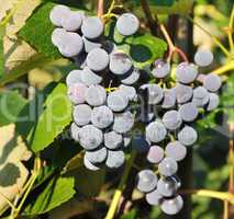 bunches of blue grapes in Vineyard