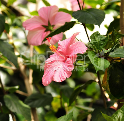 Pink Hibiscus Flowers