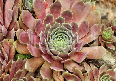 sempervivum