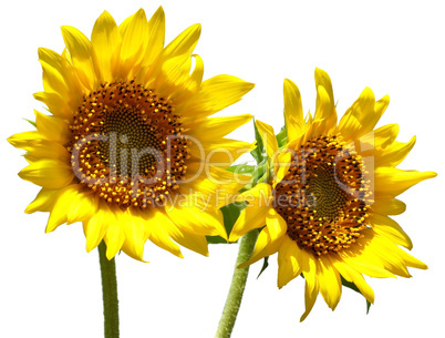 sunflowers