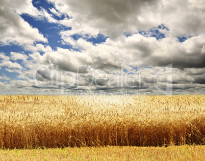 Wheat field