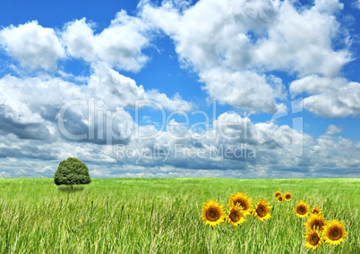 summer landscape