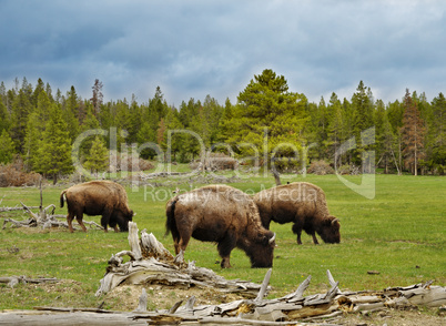mountain valley with bisons and forest