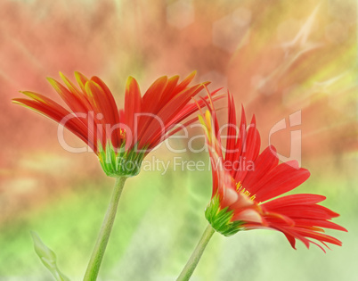 gerbera  flowers