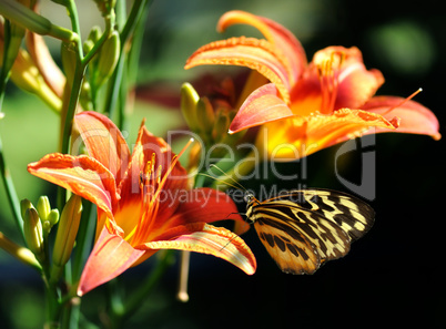 butterfly on a lily flower