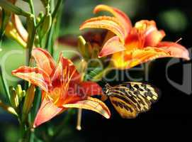 butterfly on a lily flower