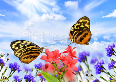 butterflies with flowers