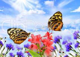 butterflies with flowers