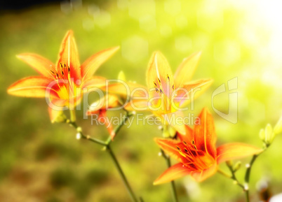 lily flowers