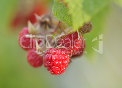 red raspberry