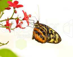 tropical butterfly
