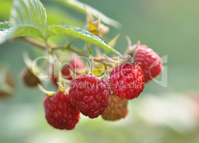 raspberries