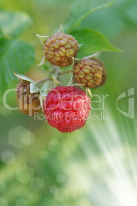 raspberries