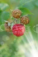 raspberries