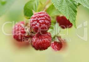 raspberries