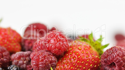 fresh fruits fresh fruits