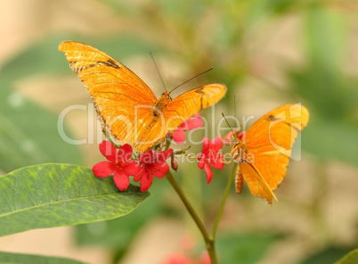 yellow tropical butterflys