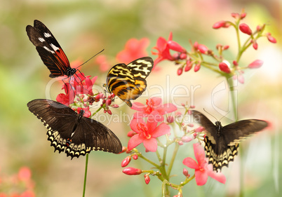 tropical butterflies