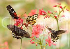 tropical butterflies