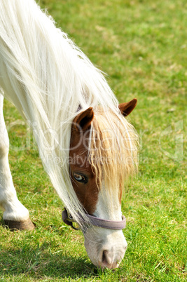 horse portrait