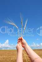 hand holding ears of wheat against blue sky