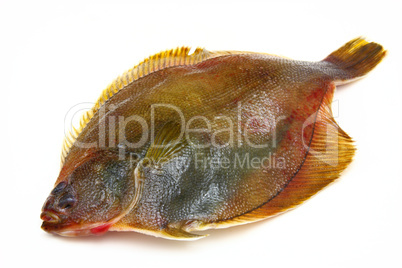 Fresh fishes flounder  on white background