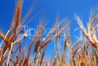 gold ears of wheat under deep blue sky