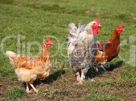 A brightly colored cockerel and chicken