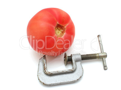 Tomato and clamp